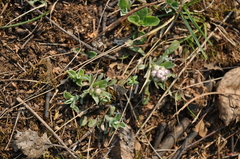 Antennaria dioica