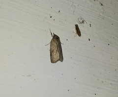 Nycteola asiatica