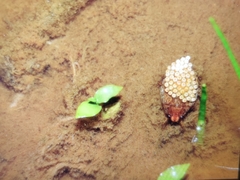 Diplonychus rusticus