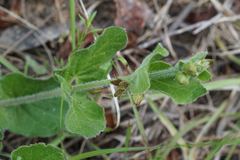 Matelea cynanchoides