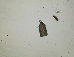 Nycteola asiatica