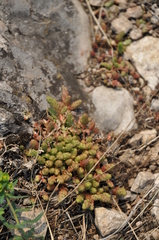 Sedum acre