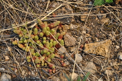 Sedum acre