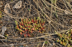 Sedum acre