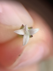 Leptopetalum