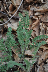 Astragalus danicus