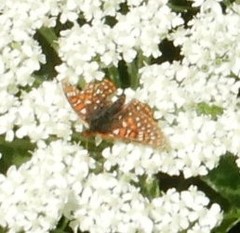Euphydryas anicia
