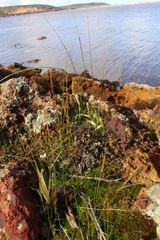 Pterostylis lortensis