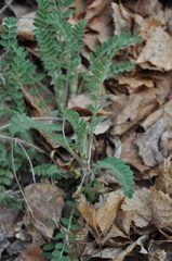 Astragalus danicus