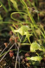 Pterostylis lortensis