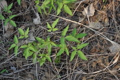 Clematis alpina sibirica
