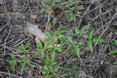 Clematis alpina sibirica