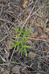 Clematis alpina sibirica