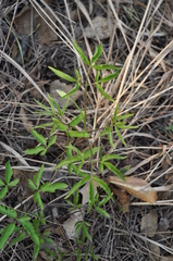 Clematis alpina sibirica