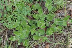 Matelea cynanchoides