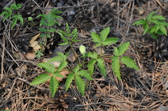 Clematis alpina sibirica