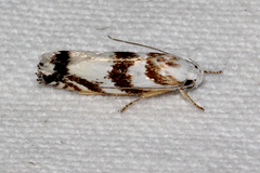 Plectophila eucrines