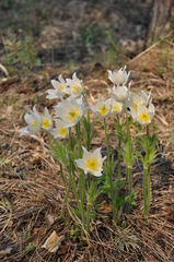 Pulsatilla patens