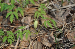 Clematis alpina sibirica