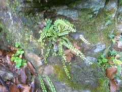 Asplenium trichomanes trichomanes