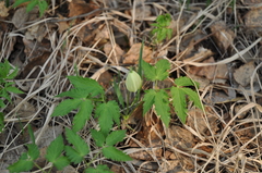 Clematis alpina sibirica