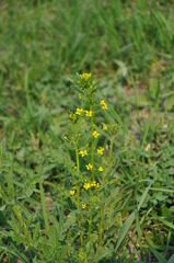 Sisymbrium loeselii