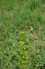 Sisymbrium loeselii