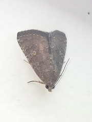 Amyna axis