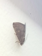 Amyna axis