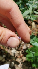 Allophyllum divaricatum