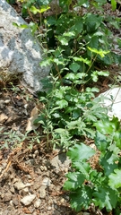 Allophyllum divaricatum