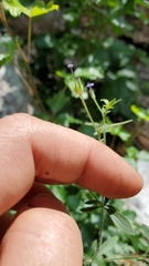 Allophyllum divaricatum