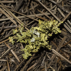 Vulpicida canadensis