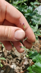 Allophyllum divaricatum