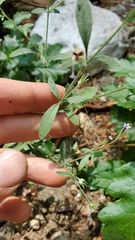 Allophyllum divaricatum