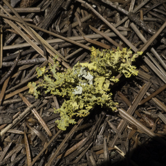 Vulpicida canadensis