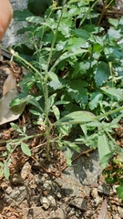 Allophyllum divaricatum