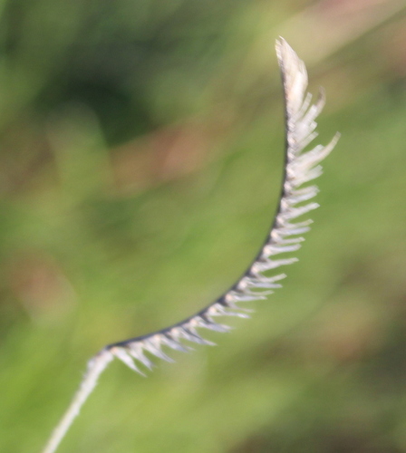 Harpochloa falx image