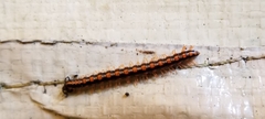Helicorthomorpha