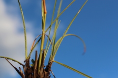 Harpochloa falx image