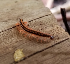 Helicorthomorpha