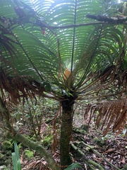 Cycas micronesica