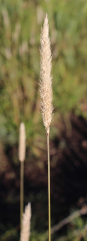 (c) janet_taylor, certains droits réservés (CC BY-NC) https://www.inaturalist.org/observations/10594474