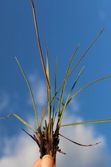 Harpochloa falx image