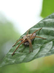 Cupiennius salei