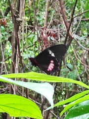 Parides iphidamas