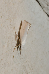 Eucalantica polita
