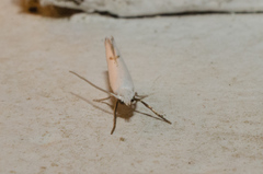 Eucalantica polita