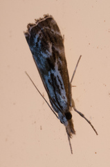 Catoptria oregonicus
