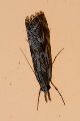 Catoptria oregonicus